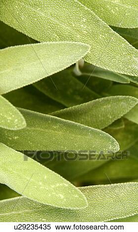 Stock Photography - Juniper Berries. Fotosearch