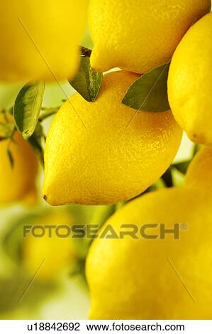 Lemon Tree View Large Photo Image Stock Image - Lemon Tree. Fotosearch