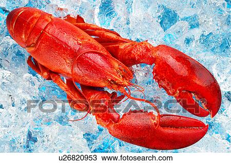 Stock Image - Lobster. Fotosearch