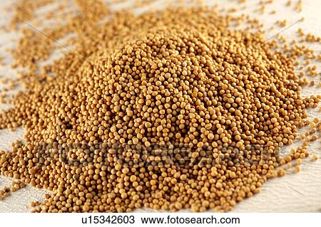 Mustard Seeds View Large Photo Image Stock Image - Mustard Seeds. Fotosearch