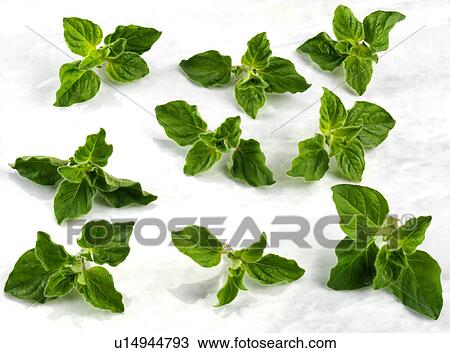 Stock Image - Oregano - Non Exclusive. Fotosearch