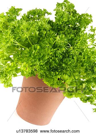 Parsley growing, a pot View Large Photo Image Stock Photo - Parsley growing, a pot. Fotosearch