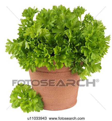 Parsley Pot on White - Non Exclusive View Large Photo Image Stock Image - Parsley Pot on White - Non Exclusive. Fotosearch