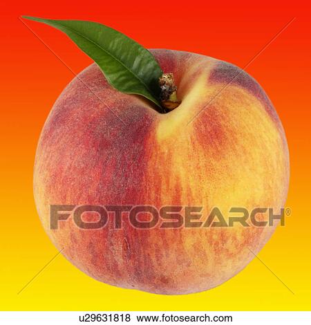 Stock Photo - Peach with leaf. Fotosearch