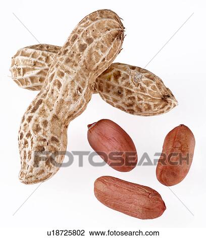 Peanuts in Shell - Non Exclusive View Large Photo Image Stock Image - Peanuts in Shell - Non Exclusive. Fotosearch