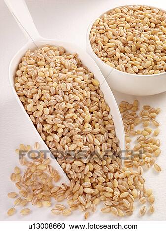 Pearl Barley in Scoop - Non Exclusive View Large Photo Image Stock Image - Pearl Barley in Scoop - Non Exclusive. Fotosearch
