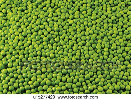 Petite Pois Pea - Non Exclusive View Large Photo Image Stock Photo - Petite Pois Pea - Non Exclusive. Fotosearch