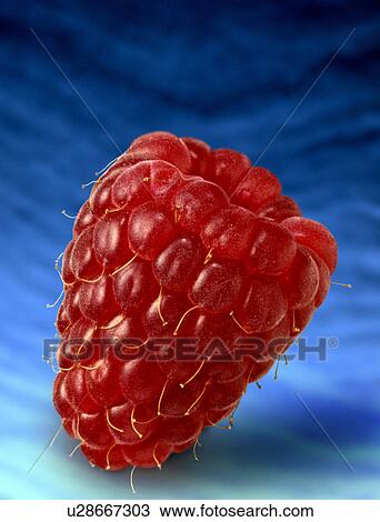 Stock Image - Raspberry on blue. Fotosearch