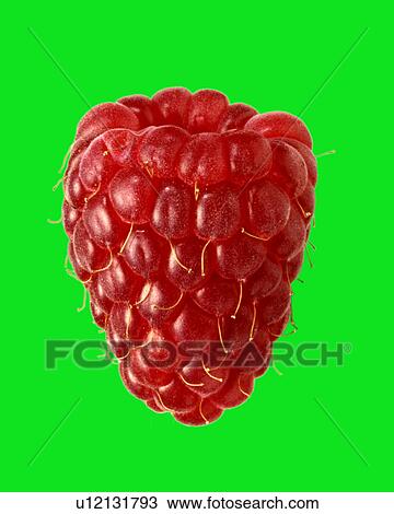 Stock Image - Raspberry on green. Fotosearch