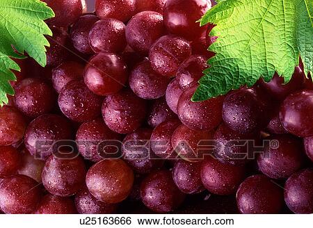 red grapes with leaves View Large Photo Image Stock Photograph - red grapes with leaves. Fotosearch
