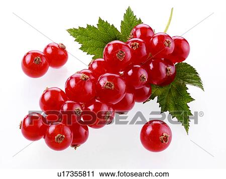 Redcurrants View Large Photo Image Stock Image - Redcurrants. Fotosearch