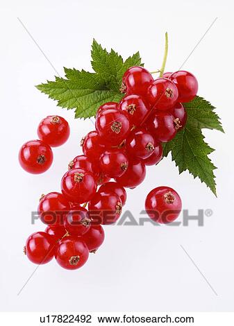 Stock Image - Redcurrants. Fotosearch