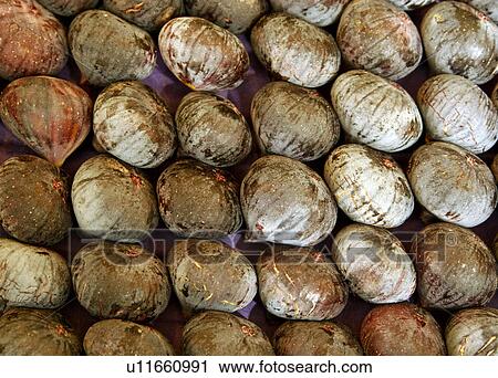 Ripe fresh figs View Large Photo Image Stock Image - Ripe fresh figs. Fotosearch