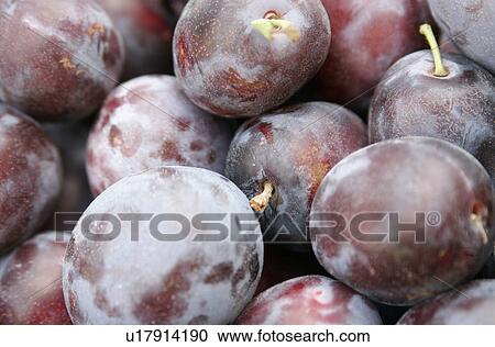 Stock Image - Ripe plums. Fotosearch