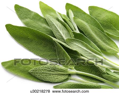 Stock Photo - Sage Leaves. Fotosearch