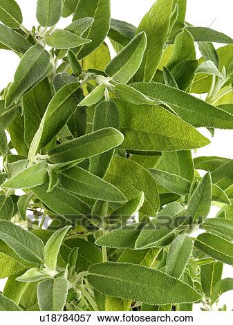 Stock Photo - Sage. Fotosearch