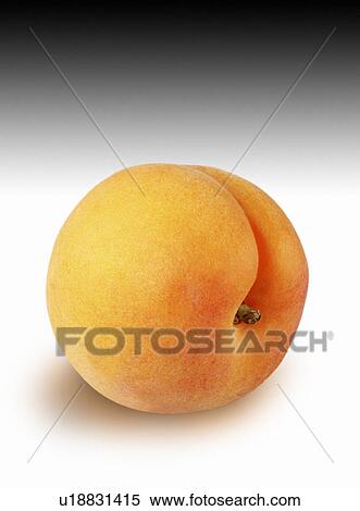 Single apricot ongraduated View Large Photo Image Stock Photography - Single apricot ongraduated. Fotosearch