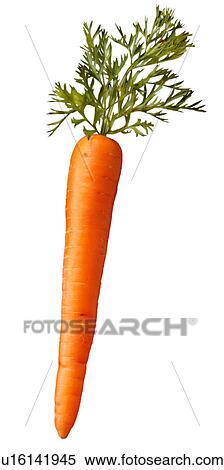 Single Carrot on White - Non Exclusive View Large Photo Image Stock Photography - Single Carrot on White - Non Exclusive. Fotosearch