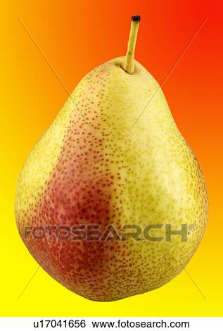 Stock Photograph - Single pear. Fotosearch