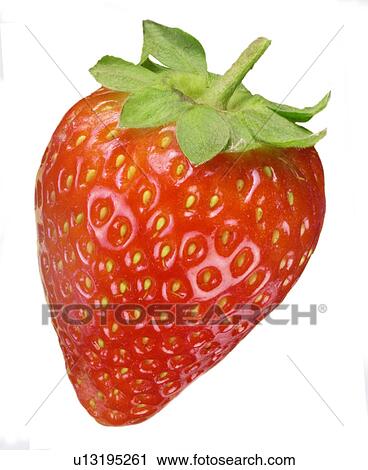 Single Strawberry on White - Non Exclusive View Large Photo Image Stock Image - Single Strawberry on White - Non Exclusive. Fotosearch