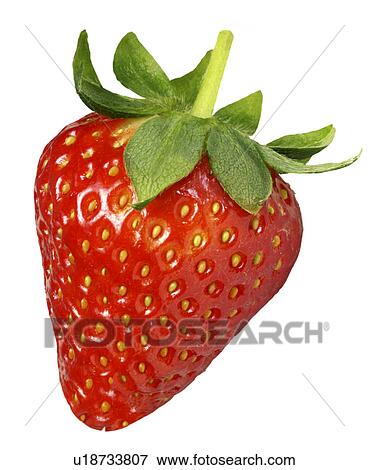 Stock Photo - Single Strawberry on White - Non Exclusive. Fotosearch