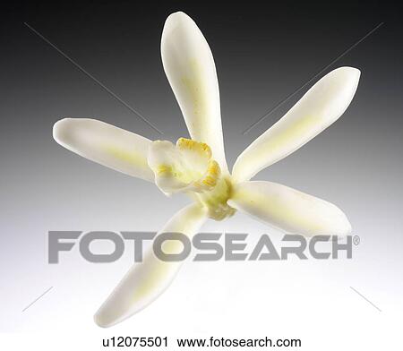 Stock Image - Single Vanilla Flower - Non Exclusive . Fotosearch