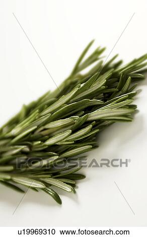 Sprig of rosemary View Large Photo Image Stock Image - Sprig of rosemary. Fotosearch