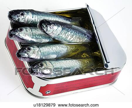 Tin of Sardines - Non Exclusive View Large Photo Image Stock Photo - Tin of Sardines - Non Exclusive. Fotosearch
