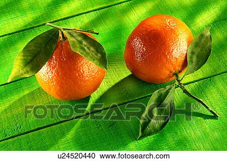 Stock Image - Two clementines. Fotosearch