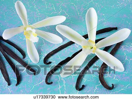 Two Vanilla Flowers And Pods on Blue - Non Exclusive View Large Photo Image Stock Image - Two Vanilla Flowers And Pods on Blue - Non Exclusive. Fotosearch