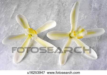 Stock Photo - Two Vanilla Flowers - Non Exclusive. Fotosearch