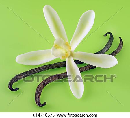 Vanilla Flower And Pods on Green - Non Exclusive View Large Photo Image Stock Photography - Vanilla Flower And Pods on Green - Non Exclusive. Fotosearch