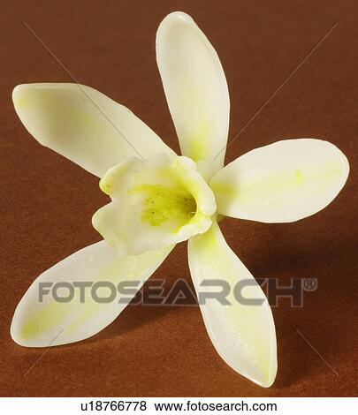 Vanilla Flower - Non Exclusive View Large Photo Image Stock Photo - Vanilla Flower - Non Exclusive. Fotosearch