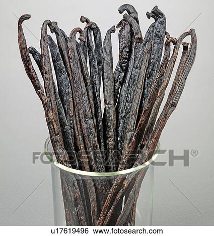 Stock Photograph - Vanilla Pods - Non Exclusive. Fotosearch
