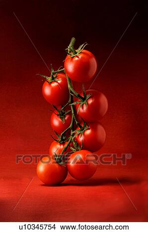 Picture - Vine tomatoes. Fotosearch