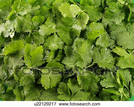 Stock Photo - Wet Coriander Cilantro - Non Exclusive. Fotosearch