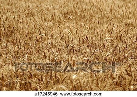 Stock Photograph - Wheat Field ready to be harvested. Fotosearch