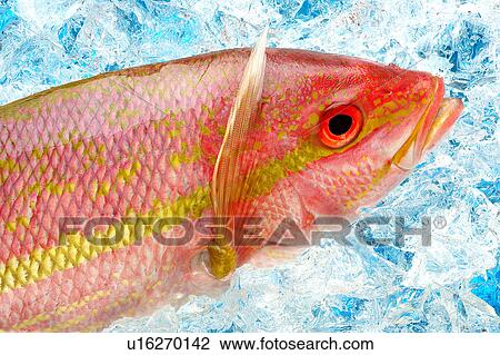 Stock Image - A red snapper fish. Fotosearch