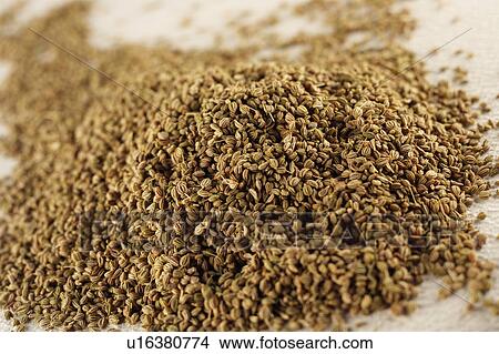 Picture - Ajwain seeds. Fotosearch