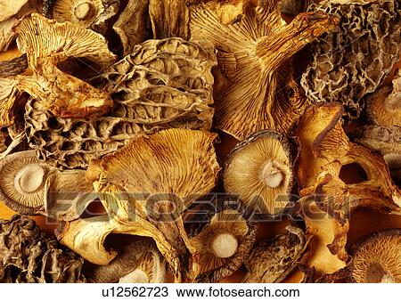 Assorted Dried Mushrooms - Non Exclusive View Large Photo Image Stock Image - Assorted Dried Mushrooms - Non Exclusive. Fotosearch
