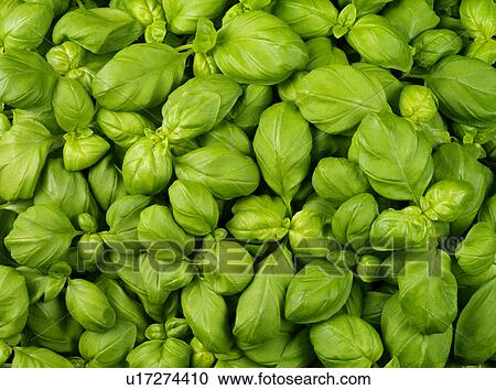 Stock Image - Basil Leaves - Non Exclusive. Fotosearch