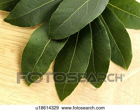 Bay Leaves View Large Photo Image Stock Photo - Bay Leaves. Fotosearch