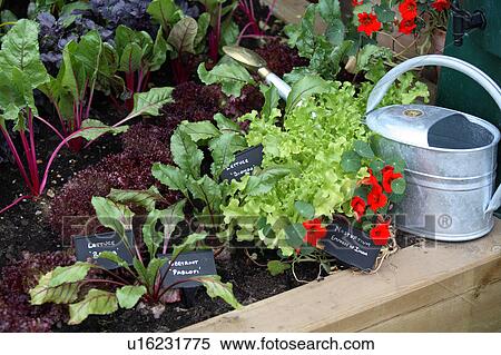 Beetroot and lettuce growing View Large Photo Image Stock Photography - Beetroot and lettuce growing. Fotosearch