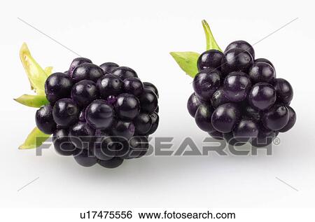 Stock Photograph - Blackberries - Non Exclusive. Fotosearch