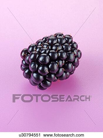 Blackberry - Non Exclusive View Large Photo Image Stock Image - Blackberry - Non Exclusive. Fotosearch
