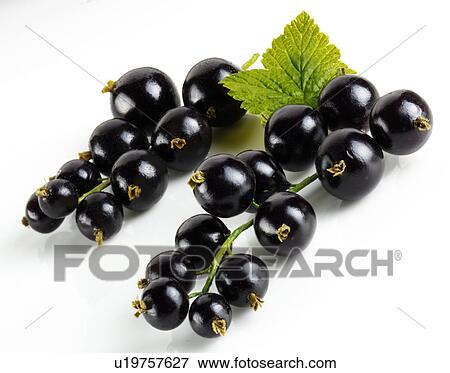 Stock Photo - Blackcurrants. Fotosearch