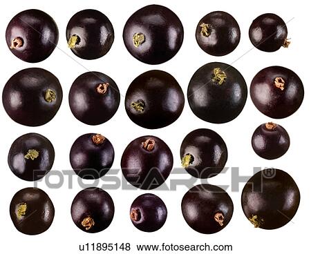 Stock Photo - Blackcurrents - Non Exclusive. Fotosearch