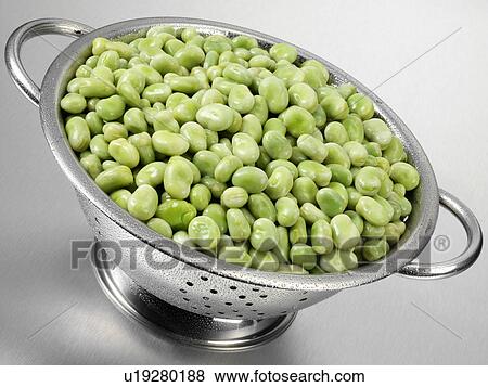 Broad Beans In Colander View Large Photo Image Stock Photo - Broad Beans In Colander. Fotosearch