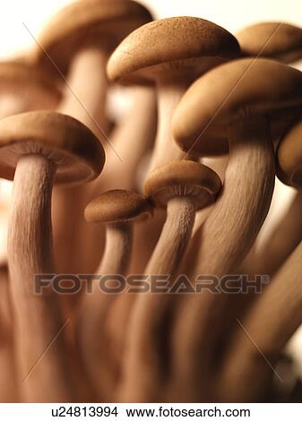 Brown Beach Mushrooms - Non Exclusive View Large Photo Image Picture - Brown Beach Mushrooms - Non Exclusive. Fotosearch