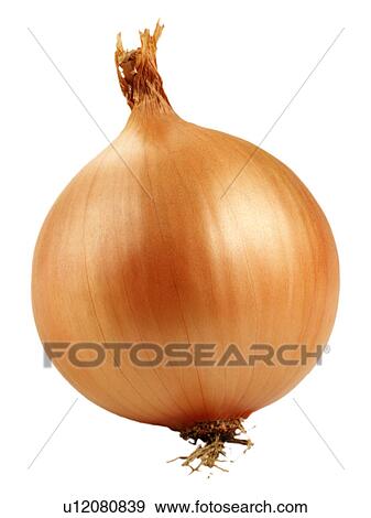 Stock Photo - Brown onion on white. Fotosearch